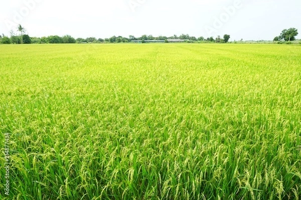 Obraz Green cornfield with sky in the morning at Thailand, Idea agriculture, Space for text in template, Travel and Ecological concept