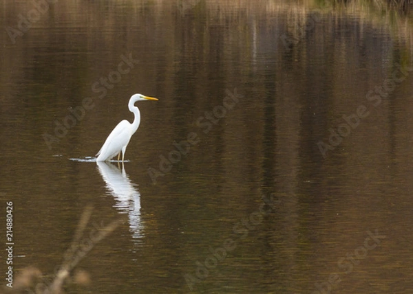 Obraz Great White Heron in a natural park