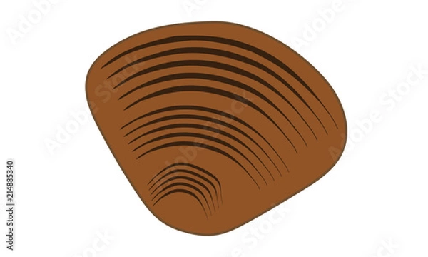 Obraz ハマグリ / Clam