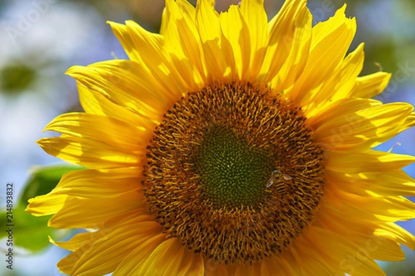 Fototapeta Sunflower close up picture