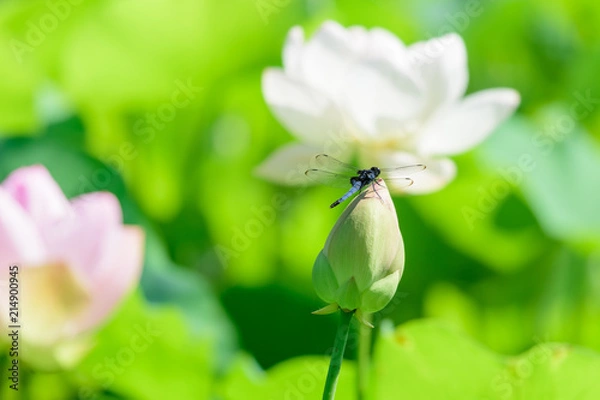 Obraz 蓮の花とトンボ