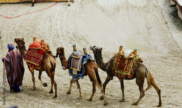 Fototapeta dromadery na spacerze z Tuaregiem