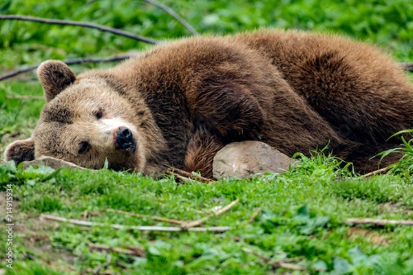 Obraz Grizzly bear in deep sleep
