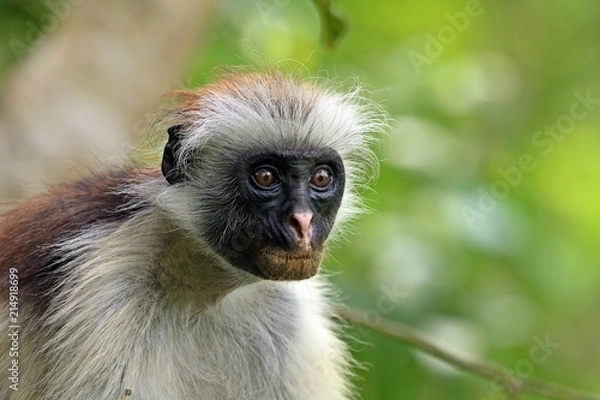 Fototapeta Sansibar-Stummelaffe
