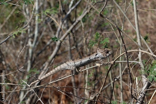 Obraz Chamäleon auf Madagaskar