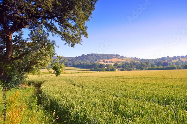 Fototapeta Wheat Field
