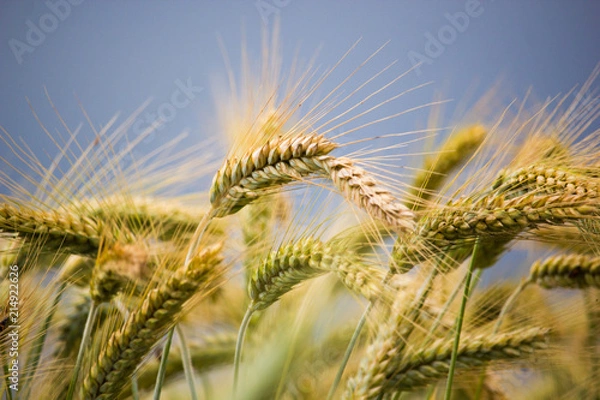 Obraz Field of wheat on a stormy day with dark blue stormy sky in the background.