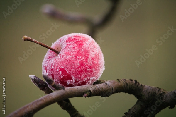 Obraz Frozen red apple on a naked branch during cold winter day.