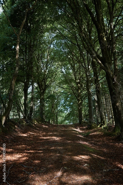 Fototapeta Summer forest trees .
