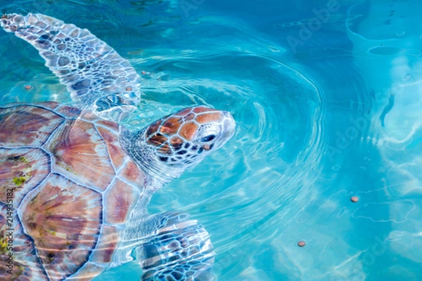 Obraz Tortuga acuática