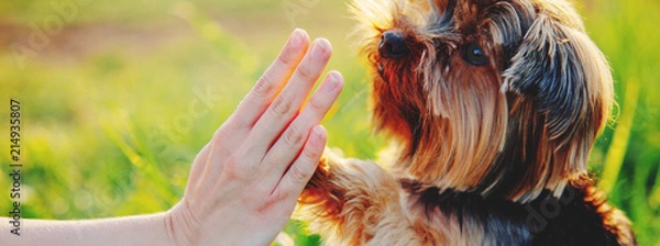 Obraz Pies daje łapę