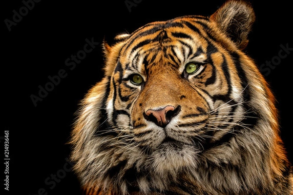 Obraz Portrait tiger on the black background