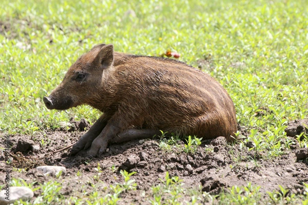 Fototapeta Junge Wildschweine am Waldrand (Sus scrofa)