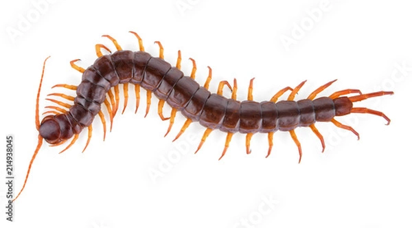 Fototapeta centipede isolated on white background