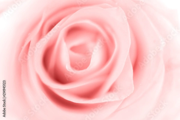 Fototapeta Sweet color of rose, soft light for valentine background