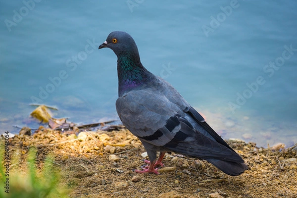 Fototapeta Rock Pigeons are tubby birds with small heads and short legs. Their wing are broad but pointed wing and the tail is wide and rounded. 