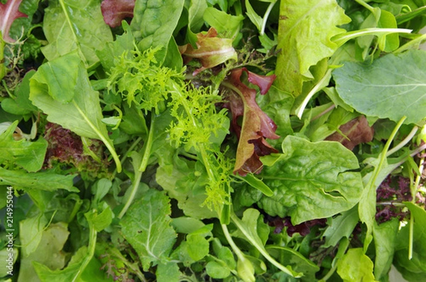 Fototapeta Fresh mixed salad field greens piled closeup view