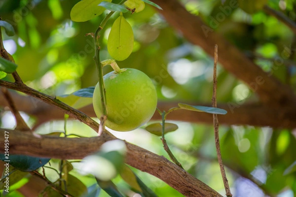 Fototapeta Grapefruit on the tree