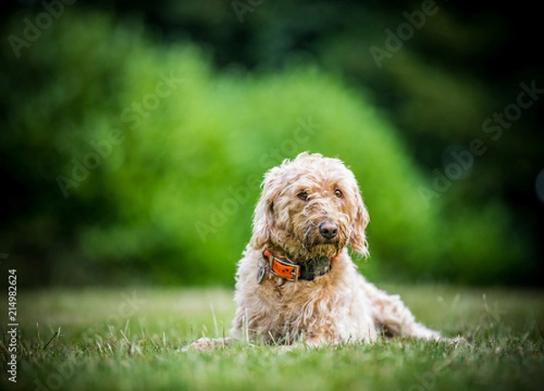 Obraz The Golden Labradoodle