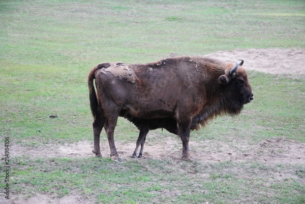 Fototapeta Wisent, Bison