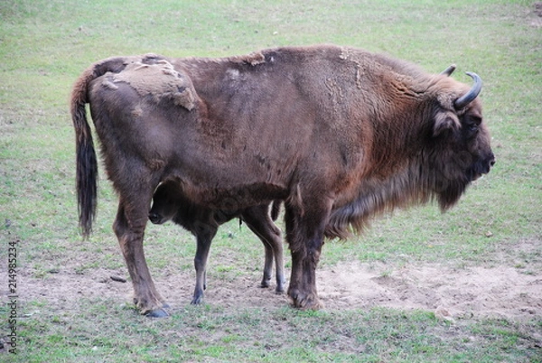 Obraz Wisent, Bison