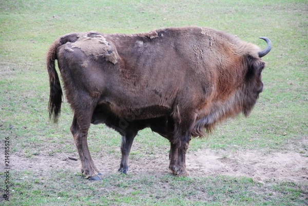 Obraz Wisent, Bison