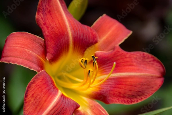 Obraz Red and Orange Lily
