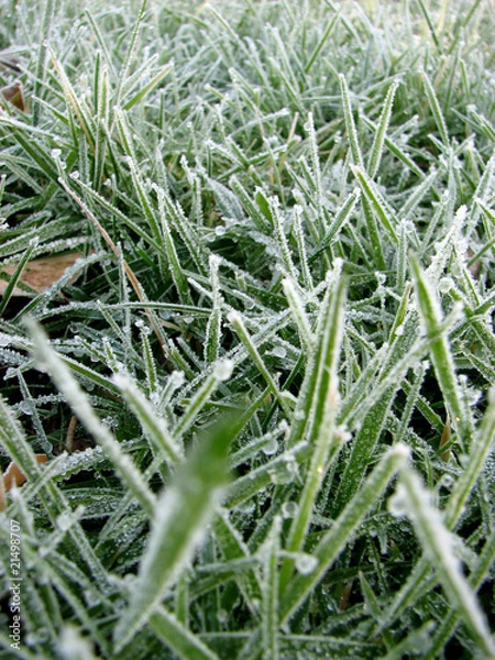 Obraz Premier gel de l'herbe