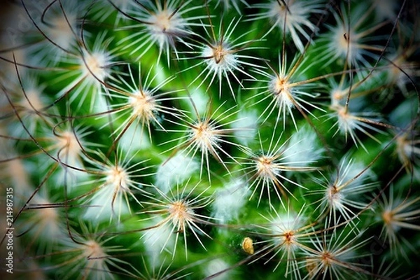 Obraz cacti