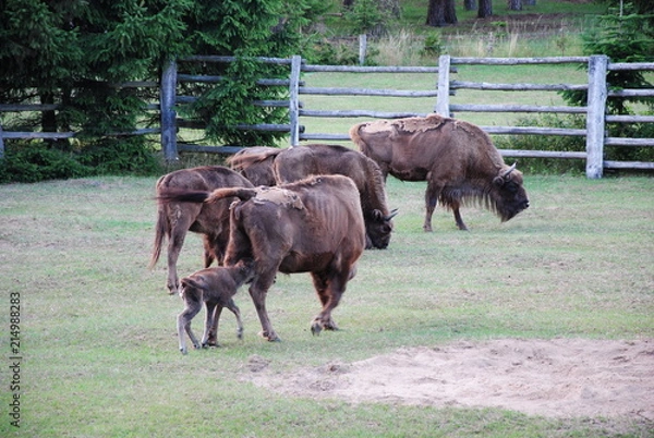 Fototapeta Wisent, Bison