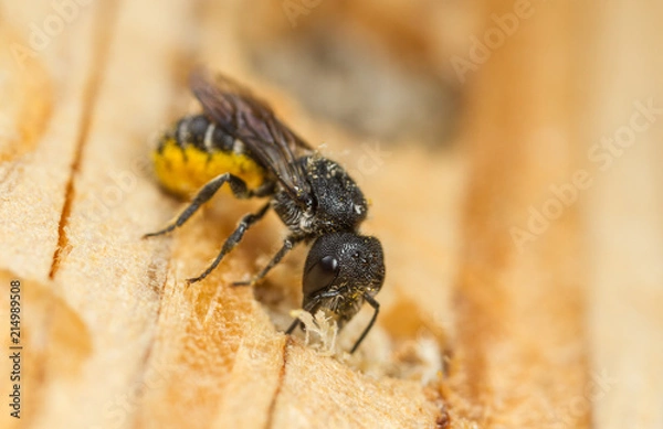 Fototapeta Large-headed resin bee - Heriades truncorum