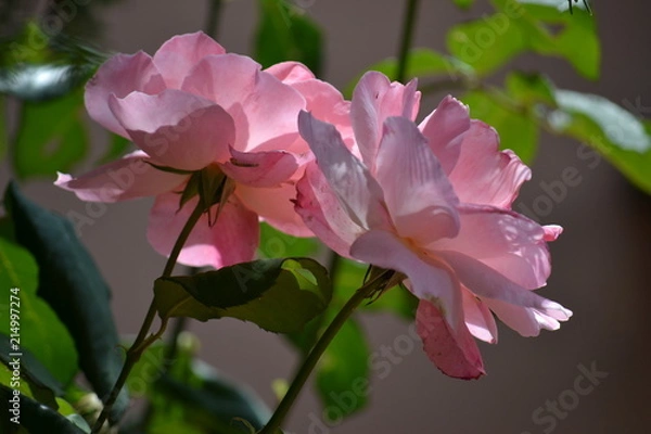 Fototapeta Rose rosa