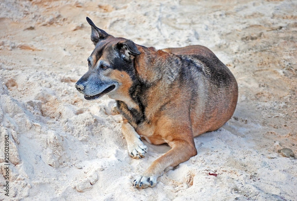 Obraz Dog at the Beach