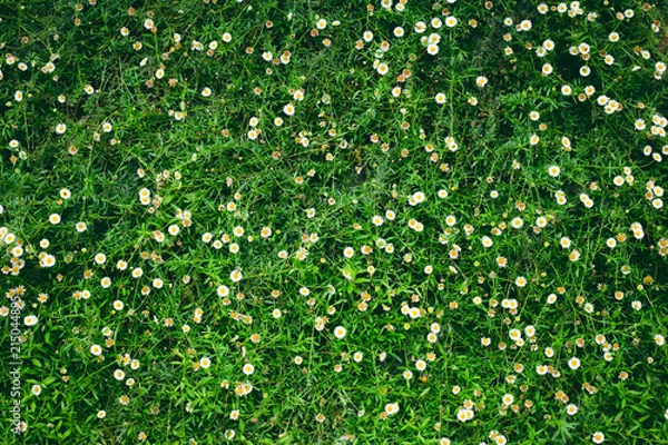 Obraz zieleń natury