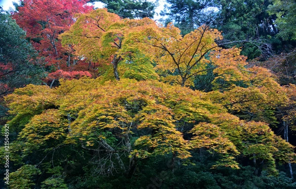 Obraz モミジの紅葉、黄葉