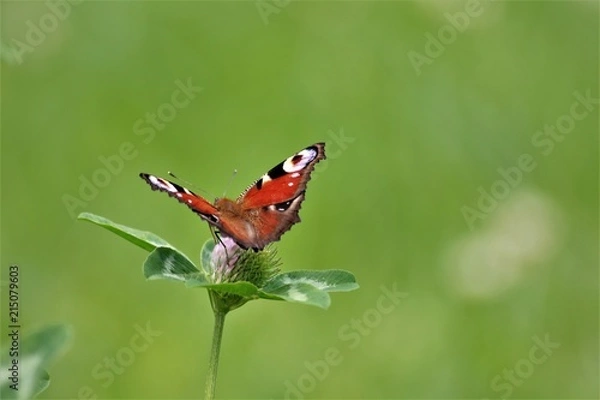 Obraz butterfly