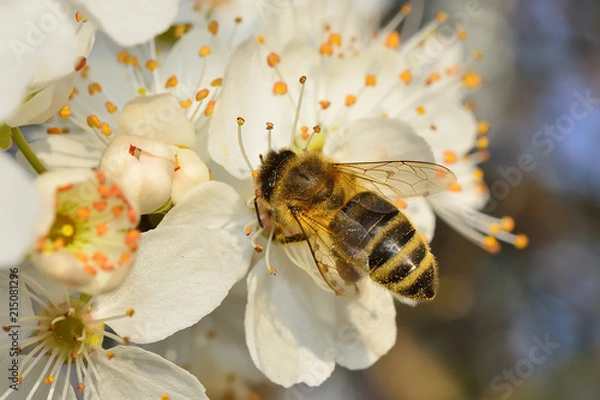 Obraz Biene beim Pollen sammeln