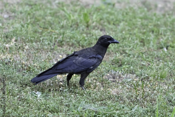 Obraz crow in a field