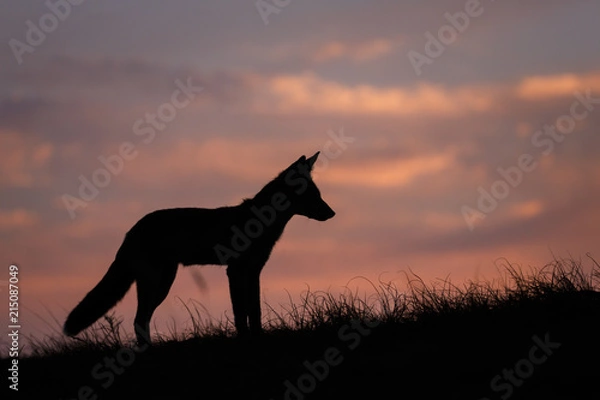 Obraz red fox silhouette