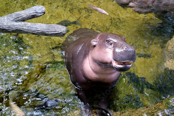 Obraz The hippopotamus lying in the water at the zoo .