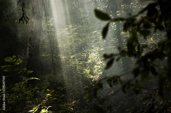 Obraz Sonnenstrahlen im Wald