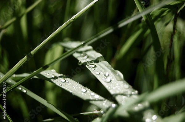 Obraz Tautropfen auf Gräsern