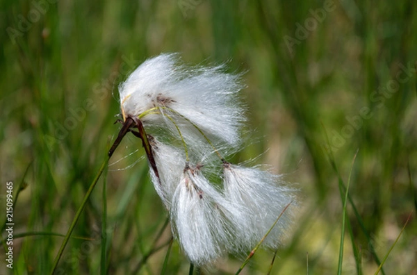 Fototapeta Macro of Cottongrass in the Wind in Summer Skye Scotland UK