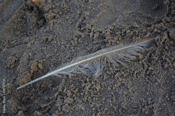 Obraz feather