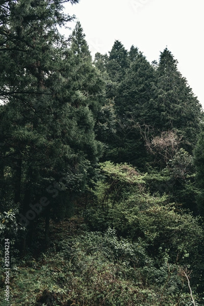 Fototapeta 杉の森