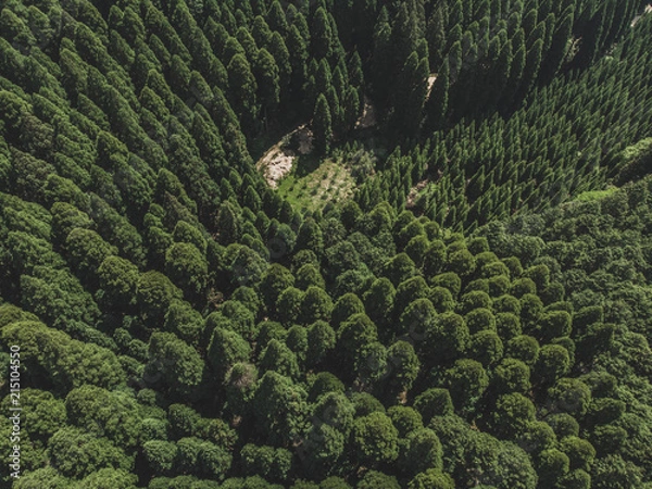 Obraz ドローン撮影した森