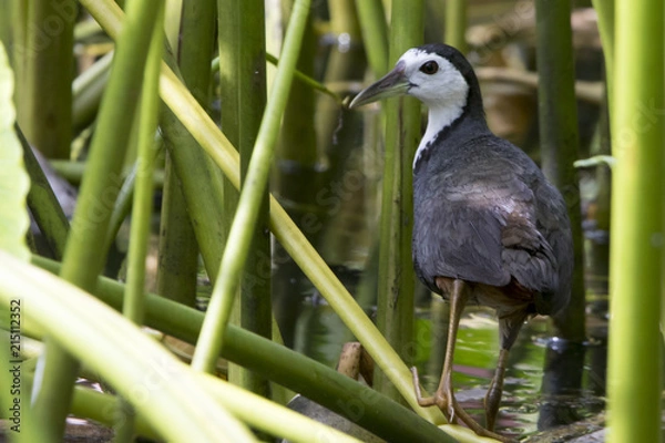 Obraz White breasted water hen