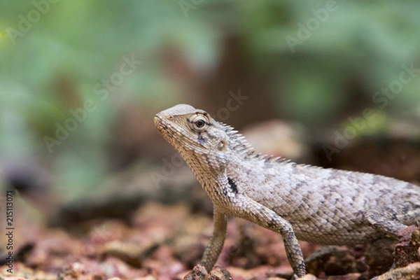 Fototapeta Chameleon