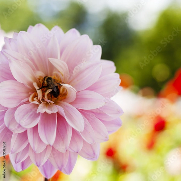 Obraz DahliaBee2