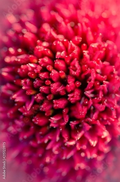 Fototapeta Close up flower